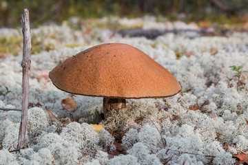 mushroom picking in the forest. Mushroom boletus edilus. Popular white Boletus mushrooms in forest.