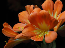 Close Up Of Stamens And Petals Of Clivia Or Kaffir Lily.