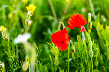 Wall Mural - Wild Flowers on Meadow Close Up View. Bokeh Flowers Background