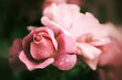 Rose bud, closeup, vintage mood