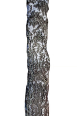Poster - Natural birch tree trunk isolated on white background