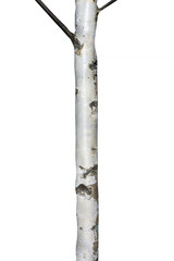 Poster - Natural birch tree trunk isolated on white background