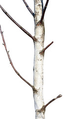 Poster - Natural birch tree trunk isolated on white background