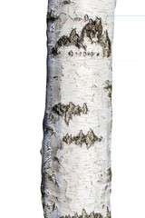 Canvas Print - birch isolated on white background