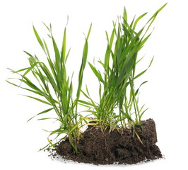 Green spring young wheat with soil isolated on white background, with clipping path