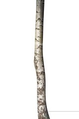 Aufkleber - birch isolated on white background