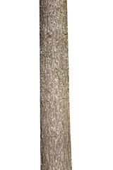 Poster - natural tree trunk isolated on white background