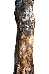 Poster - natural tree trunk isolated on white background