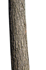 Poster - natural tree trunk isolated on white background