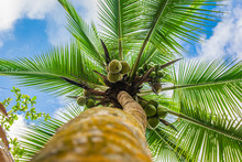 Beautiful Palm Tree Under Blue Caribbean Sky. Holiday Mood.