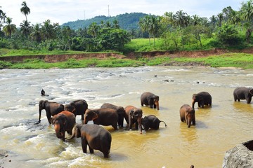 Wall Mural - The Asian elephant is the largest living land animal in Asia.