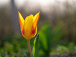 Kaufmanniana Tulip Stresa in garden with blurred background