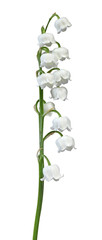 Wall Mural - Brin de muguet