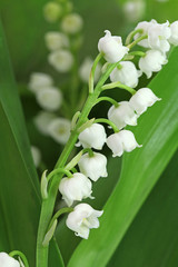 Wall Mural - Brin de muguet avec feuilles	