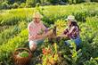 Farmers couple in garden harvesting product