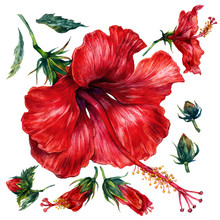 Watercolor Collection Of Red Hibiscus Elements