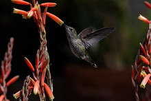 Black-Chinned Hummingbird (Archilochus Alexandri) Feeding On Aloe Vera Bloom In Flight