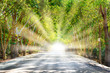 Tree tunnel on Road with Worm Light Sun Rays through from the End, The Brighter Future is Coming and Light at the End of the Tunnel Concept