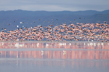 Flock of pink flamingos from Lake Manyara, Tanzania