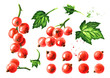 Red currant set. Hand drawn watercolor illustration, isolated on white background