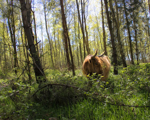 cow in the forest