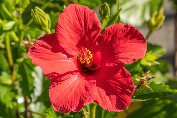 Wall Mural - Flower of red hibiscus in detail in the summer in the garden