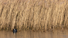 A Coot On Smooth Water Against A Dense Wetland Backdrop Of Reeds