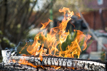 black embers of a tree engulfed in flames of fire