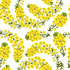 Wall Mural - Pattern rape flowers, canola. Brassica napus. Seamless vector background.
