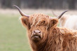 A highland cow sticking its tongue out