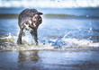 Dogs playing in the water at the beach