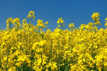 detail of flowering rapeseed canola or colza field