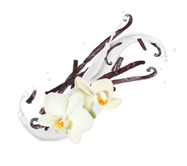 Wall Mural - Fragrant dried vanilla sticks with flower in milk splashes on a white background