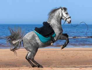 Dappled grey andalusian horse rearing with the saddle standing on the beash in summer day. 