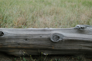 tree log in a meadow