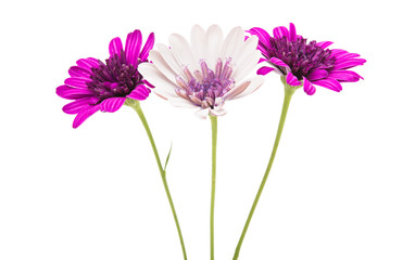 Poster - Osteosperumum Flower Daisy Isolated