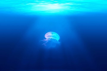 Poster - Beautiful shot of the jellyfish underwater