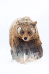 Wall Mural - Minimal style double exposure with a bear and forest.