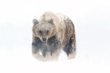 Wall Mural - Minimal style double exposure with a bear and forest.