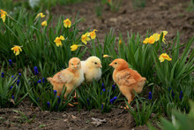 Three Little Chicks - Two Foxes And One Broiler In Blooming Yellow Daffodils And Muscari In The Garden