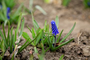 Poster - Large inflorescence of blue muscari or mouse hyacinth or adder onion in the garden