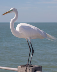 Great Egret with green eye