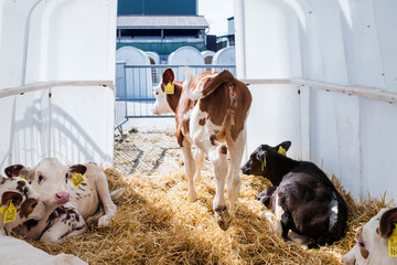 Wall Mural - Calves cows on a diary farm, agriculture industry.