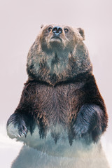 Wall Mural - Minimal style double exposure with a bear and forest.