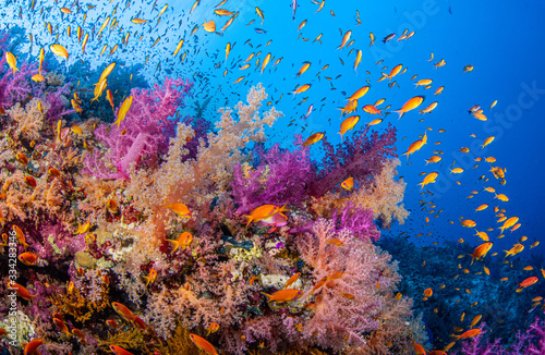 Dekoracja na wymiar  kolorowe-korale-miekkie-w-ras-mohammed-w-morzu-czerwonym-w-egipcie
