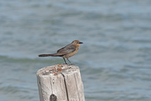 Great Tailed Grackle On An Old Pier
