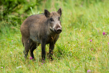Wall Mural - calm adult wild boar, sus scrofa, looking on green grass in summer time. fat mammal standing in natu