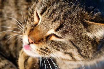 Wall Mural - portrait of a cat