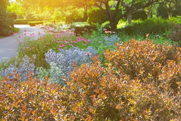 Blooming flowers in the botanical garden at summer.