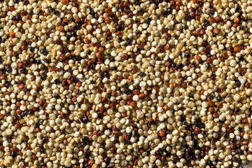 Wall Mural - Raw Tricolor Organic Quinoa Kernals